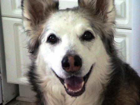 Lassie