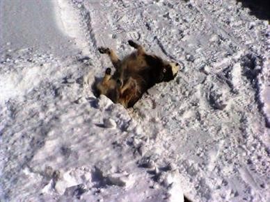 She loved rolling in the snow