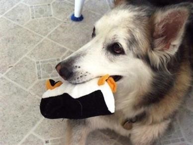 Favourite penguin toy